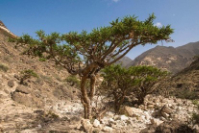 Auch aus Somalie, die ätherische Öle von doTERRA 